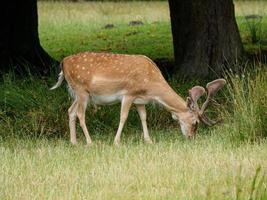 deers in westphalia photo