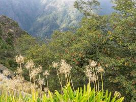 Madeira island in portugal photo