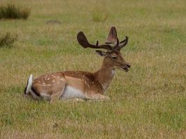 deers in westphalia photo