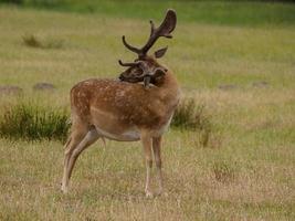 deers in westphalia photo