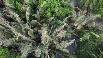 vista aérea mira hacia abajo el árbol de nipah video