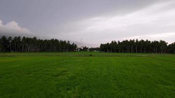 Cinematic move at green paddy field video