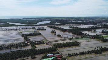 Aerial view paddy field video