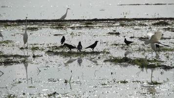 Crows and egret birds looking food video