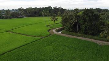 Panoramic view of green lawn of paddy field video