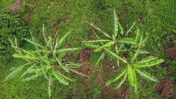 Mirada descendente aérea hacia árboles de plátano verde video