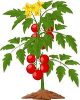 Cartoon tomato plant isolated on white illustration