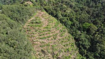 Aerial view plantation at hill video