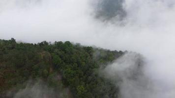 vista aérea enevoada baixa neblina nuvem cobre a floresta video