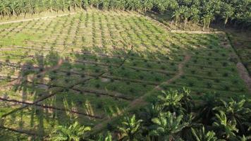 Aerial view shadow shade of oil palm tree video