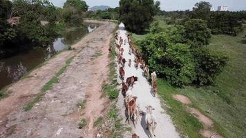 groupe de vaches marchant d'affilée video