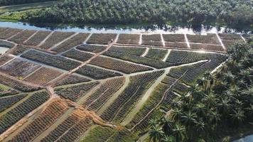 vista drone fattoria di ananas crescere video