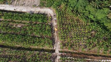 plantação de banana vista aérea video