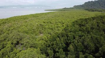 flyga över grön mangroveskog