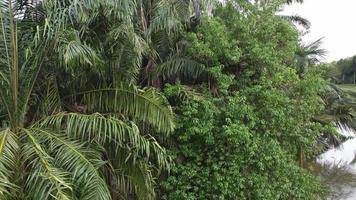 Monkeys move in palm tree. video