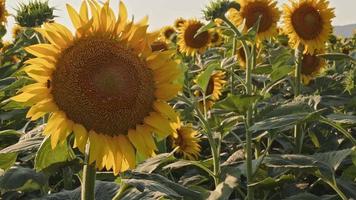 filmagens de paisagem de campo de girassóis dourados. video