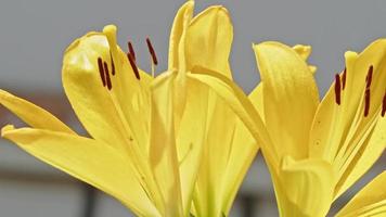 Very Nice Yellow Lilies Close-up