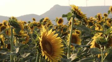 gouden zonnebloemen veld landschap beelden. video