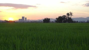Green paddy field with background trees in evening video