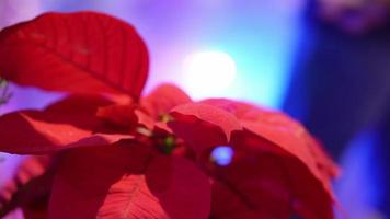 close-up rode kerstster bloem video