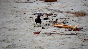 Crow search food at beach.