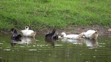 plumes propres de canards noirs et blancs dans la rivière video