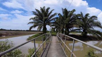 Move over the bridge toward oil palm tree video