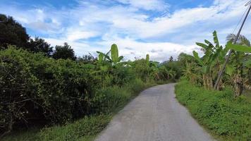 équitation sur une route rurale plantée de bananiers video
