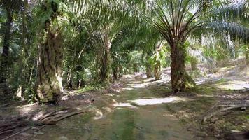 POV driving in the oil palm farm. video