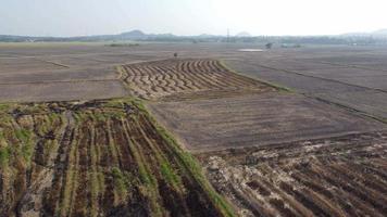 Aerial empty rice field after harvested video