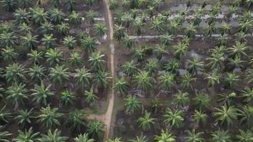 Aerial look down rural path in oil palm tree video