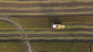 Aerial look down yellow combine harvester collect rice video