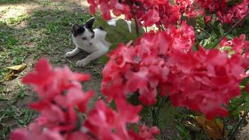kat en rode bloem video