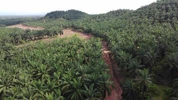 Aerial view winding path in oil palm video
