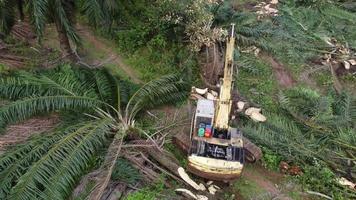 Aerial view excavator cut oil palm into small pieces