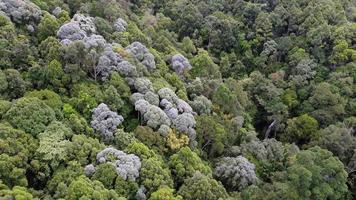 vue aérienne de la forêt tropicale en malaisie video