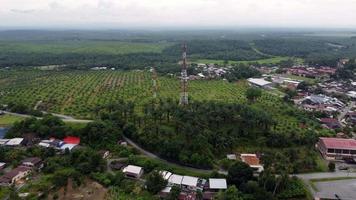 Aerial view move toward telecommunication in oil palm farm video