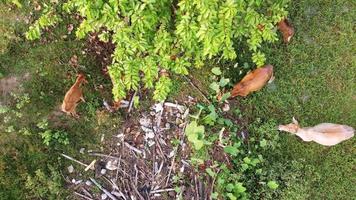 Aerial view cows grazing grass near illegal rubbish dump video