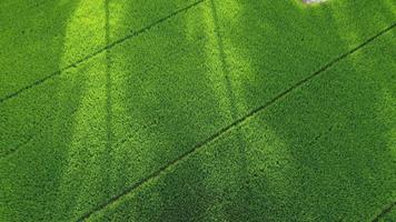 Vue aérienne de l'ombre de l'arbre au champ vert video