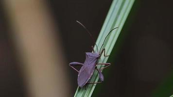 vidéo d'un insecte ravageur des plantes sur une feuille verte video