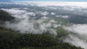 Aerial view low foggy cloud over the oil palm plantation video