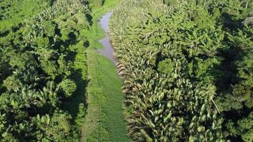 Flygfoto grönt landskap av nipah växt video