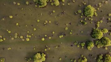 Aerial view young mangrove tree in swamp video