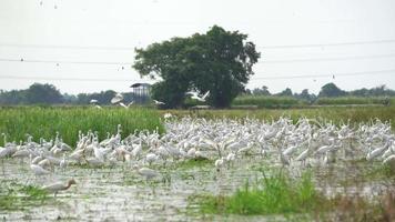 grupo de pájaros garcetas buscan comida en el arrozal video