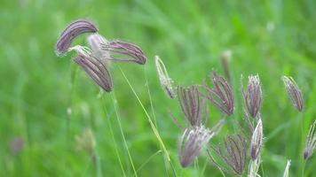 Meadow wild grass in field video