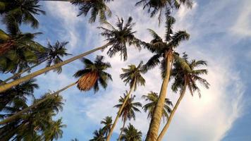 Slowly move and look up coconut trees in evening video