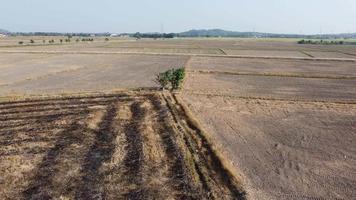 árbol de vista aérea en campo de arroz quemado video