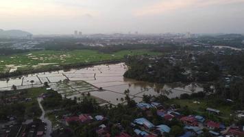 Fly over flood paddy field in cultivation season video