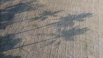sombra de palmera de coco en tierra arada video