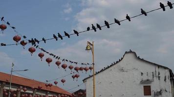 palomas en la calle de la ciudad video